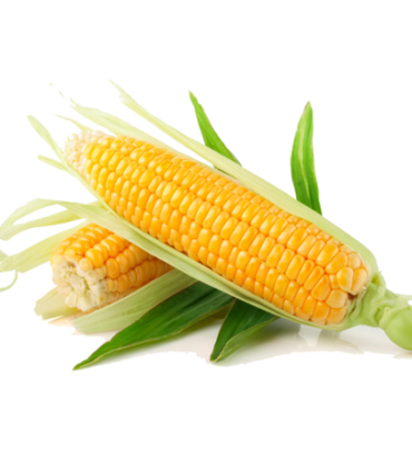 Organic Sweet Corn